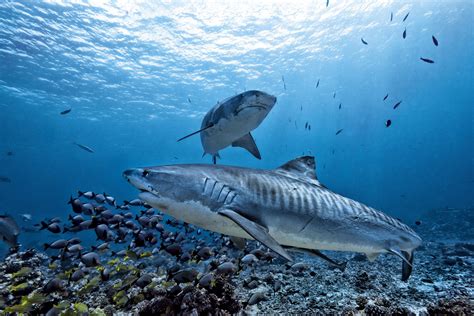 Tiger shark hawaii. Things To Know About Tiger shark hawaii. 